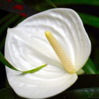 葉花