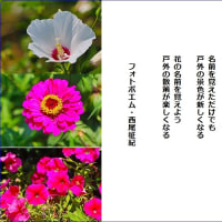 花の名前