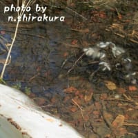 ふ化