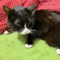 本日の猫様