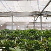 今シーズンのいちご狩りもそろそろ終わり?
