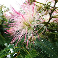 夏椿の花