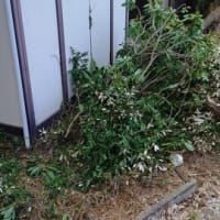 草刈り
