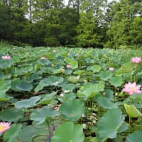 水元公園のハス
