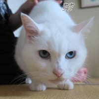 専用よりも