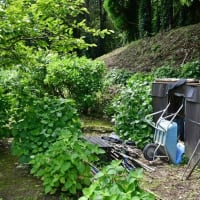 スイレン咲く　観音ケ池市民の森　2025/05/22（鹿児島）　