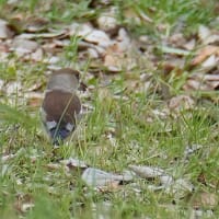 イカル、エナガ、ジョウビタキ、他、