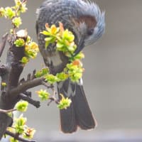 花梨の新芽を食べるヒヨドリ(動画あり）