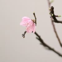 椿と桃が開花