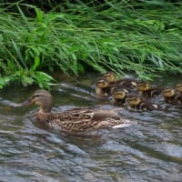 雨上がりの山科川、今年もカモさん親子がスイスイ