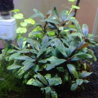 リビング水槽