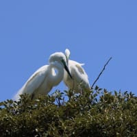 サギコロニー➁
