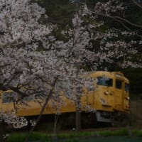 山陽本線115系N編成　桜の花越しに　2024-04-04