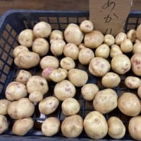 じゃがいもを試し掘り