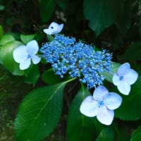 6月21日　今日の写真　百合　アジサイも　終りですが・・