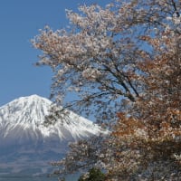 富士山　八　景