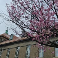 ことしの札幌の桜