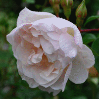 一輪の薔薇