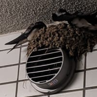 独り立ちまであとわずか