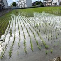 中干しの田んぼ