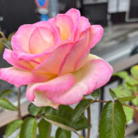 # 🌹バラが咲いて