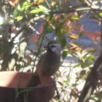 謎の鳥、現れる🐦️