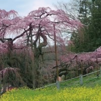 三春の滝桜