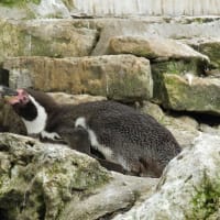スッキリ顔のフンボルトペンギン