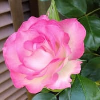 ５月の室礼と、再度のお知らせ