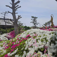4月28日、仕事帰りに主人の眠る堺市美原区の法雲寺につつじ見学
