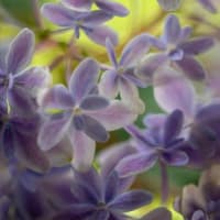 筥崎宮花庭園の百合と紫陽花