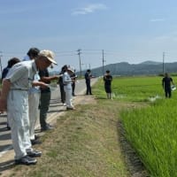 稲作部会現地検討会を開催しました。