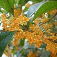 季節の花「金木犀 （きんもくせい）」