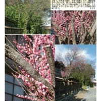 花巡り「梅－325」　幸手市中川崎①