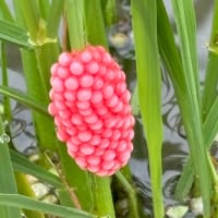 田んぼの赤！？