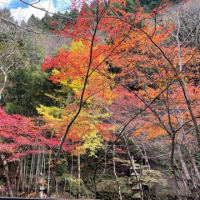 紅葉のトンネル　叡山電鉄で貴船神社へ