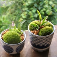 多肉植物