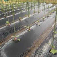 ナスを２ケース４８本を一気に植える！