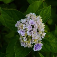 庭の紫陽花たちのアップデート　何故か遅いウチの庭　　　　　　2024.06.19（1）