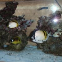 浪速さざなみ会　’09南紀遠征記　(kaku)