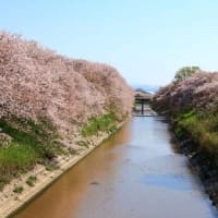 満開の桜と近鉄電車・近鉄田原本線（奈良県）