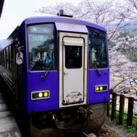 桜と列車-京都府笠置町：笠置駅