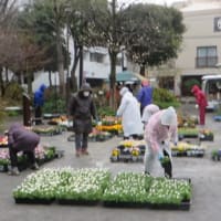 2020年3月8日 「花の街づくり運動・2020 」～主催：北四商友会
