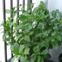 紫陽花ダンスパーティー　花前の剪定