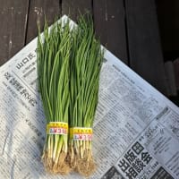 玉ねぎ苗GET。。。