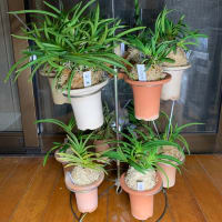 兎にも角にも植え替えました