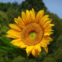 ７月７日（月）七夕