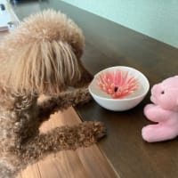 ピンクのガーベラ