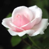 小さな庭で育てる初めての薔薇”プチトリアノン”