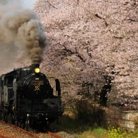 春の真岡鐵道2016